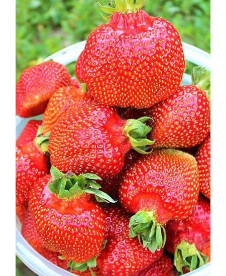 Клубника Машенька (Упаковка 5шт) Клубника Машенька (Упаковка 5шт)