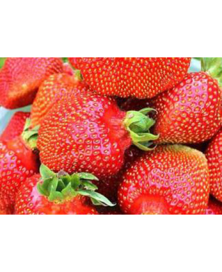 Клубника Машенька (Упаковка 5шт) Клубника Машенька (Упаковка 5шт)