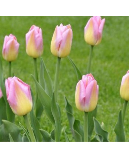 Тюльпан "Tom Pouce" 3шт в упаковке (размер 11\12) Тюльпан "Tom Pouce" 3шт в упаковке (размер 11\12)