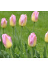 Тюльпан "Tom Pouce" 3шт в упаковке (размер 11\12) Тюльпан "Tom Pouce" 3шт в упаковке (размер 11\12)