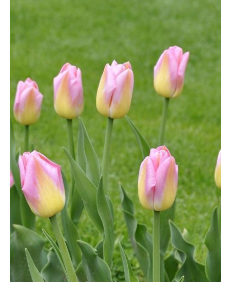 Тюльпан "Tom Pouce" 3шт в упаковке (размер 11\12) Тюльпан "Tom Pouce" 3шт в упаковке (размер 11\12)