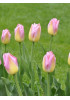 Тюльпан "Tom Pouce" 3шт в упаковке (размер 11\12) Тюльпан "Tom Pouce" 3шт в упаковке (размер 11\12)