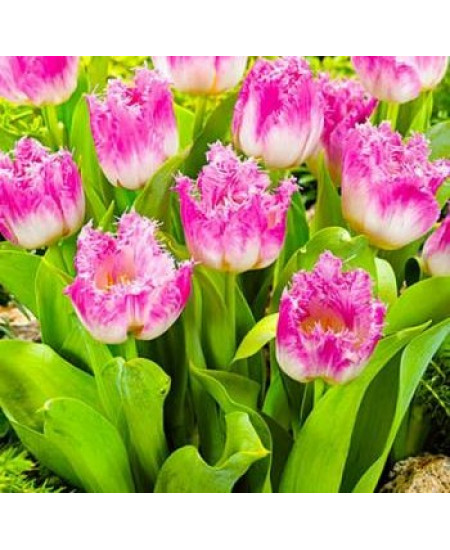 Тюльпан бахромчатый "Овьедо" (Oviedo) 3шт в упаковке (размер 12\+) Тюльпан бахромчатый "Овьедо" (Oviedo) 3шт в упаковке (размер 12\+)