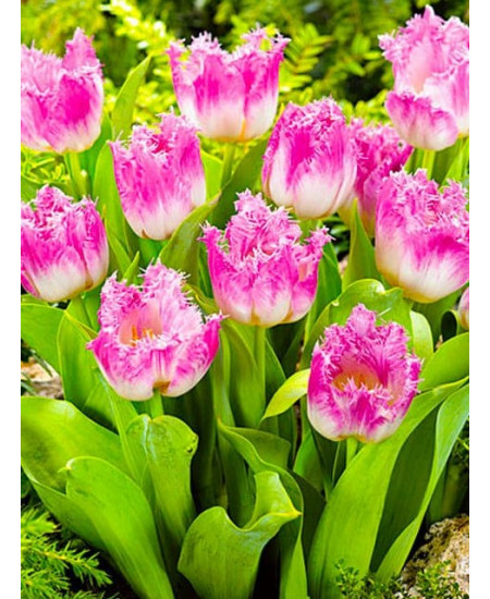 Тюльпан бахромчатый "Овьедо" (Oviedo) 3шт в упаковке (размер 12\+) Тюльпан бахромчатый "Овьедо" (Oviedo) 3шт в упаковке (размер 12\+)