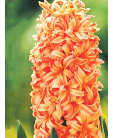 Гиацинт садовый "Джипси Куин" (Gipsy Queen) 3шт в упаковке (размер 14/15) Гиацинт садовый "Джипси Куин" (Gipsy Queen) 3шт в упаковке (размер 14/15)