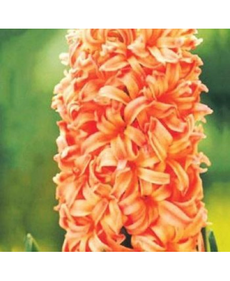 Гиацинт садовый "Джипси Куин" (Gipsy Queen) 3шт в упаковке (размер 14/15) Гиацинт садовый "Джипси Куин" (Gipsy Queen) 3шт в упаковке (размер 14/15)