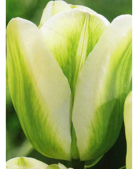 Тюльпан триумф "Грин Спирит" (Green Spirit) 3шт в упаковке (размер 11\12) Тюльпан триумф "Грин Спирит" (Green Spirit) 3шт в упаковке (размер 11\12)