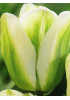 Тюльпан триумф "Грин Спирит" (Green Spirit) 3шт в упаковке (размер 11\12) Тюльпан триумф "Грин Спирит" (Green Spirit) 3шт в упаковке (размер 11\12)