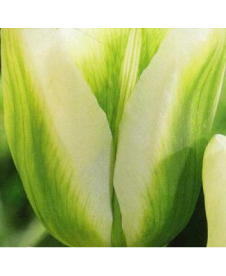 Тюльпан триумф "Грин Спирит" (Green Spirit) 3шт в упаковке (размер 11\12) Тюльпан триумф "Грин Спирит" (Green Spirit) 3шт в упаковке (размер 11\12)