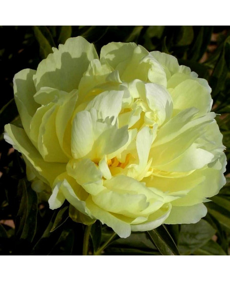 Пион Голд Майн Пион Голд Майн