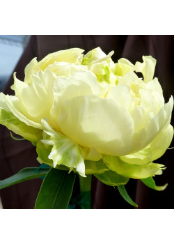 Пион Голд Майн