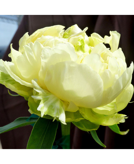 Пион Голд Майн Пион Голд Майн