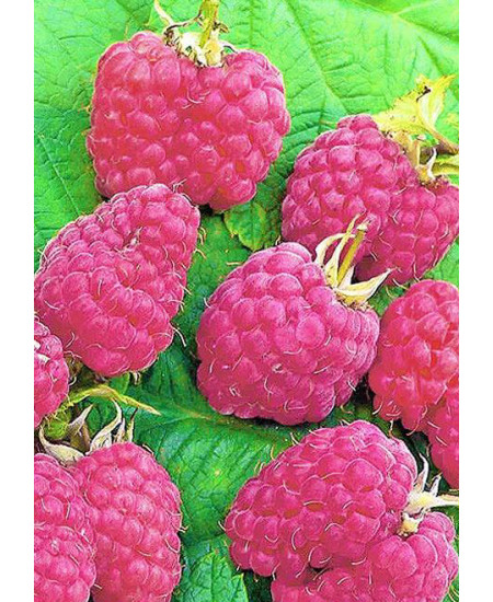 Малина Сенатор Малина Сенатор