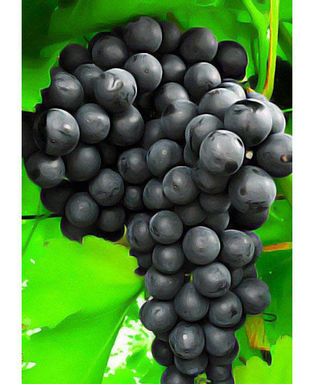 Виноград Кишмиш Потапенко Виноград Кишмиш Потапенко