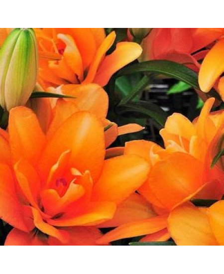 Лилия азиатская низкорослая "Хеппи Лайф" (Happy Life) 3шт в упаковке (размер 12\14) Лилия азиатская низкорослая "Хеппи Лайф" (Happy Life) 3шт в упаковке (размер 12\14)