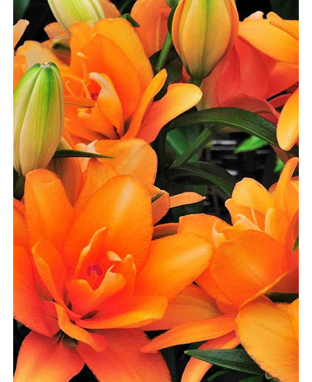 Лилия азиатская низкорослая "Хеппи Лайф" (Happy Life) 3шт в упаковке (размер 12\14) Лилия азиатская низкорослая "Хеппи Лайф" (Happy Life) 3шт в упаковке (размер 12\14)