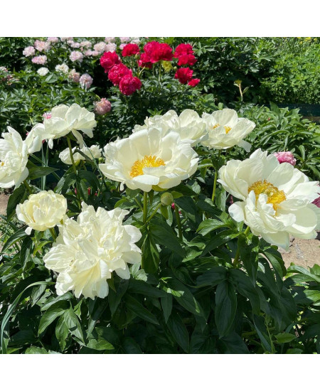 Пион Прейри Мун Пион Прейри Мун