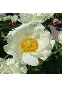 Пион Прейри Мун