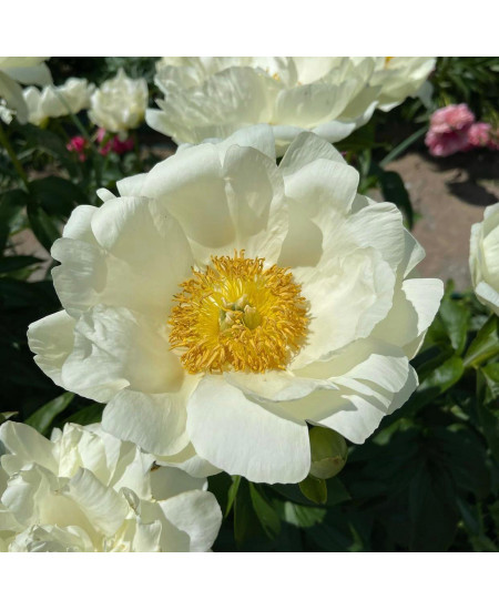 Пион Прейри Мун Пион Прейри Мун