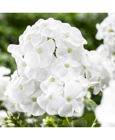 Флокс метельчатый Рембрандт Флокс метельчатый Рембрандт