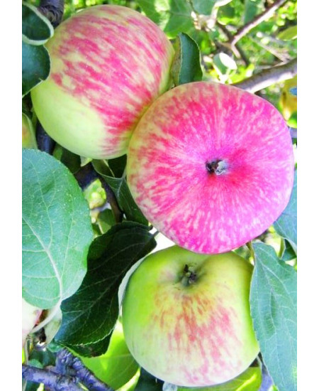 Яблоня Башкирский красавец Яблоня Башкирский красавец