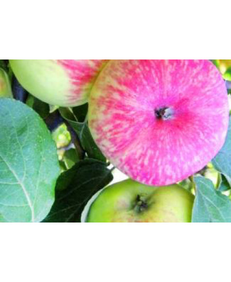 Яблоня Башкирский красавец Яблоня Башкирский красавец