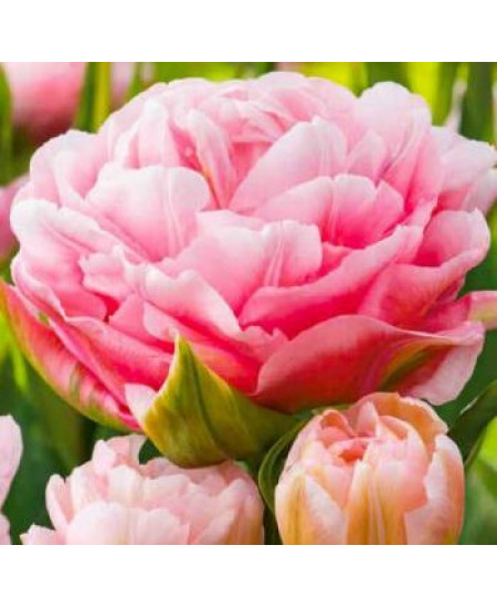 Тюльпан махровый ранний "Дример" (Dreamer) 3шт в упаковке (размер 12/+) Тюльпан махровый ранний "Дример" (Dreamer) 3шт в упаковке (размер 12/+)