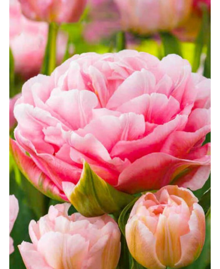 Тюльпан махровый ранний "Дример" (Dreamer) 3шт в упаковке (размер 12/+) Тюльпан махровый ранний "Дример" (Dreamer) 3шт в упаковке (размер 12/+)