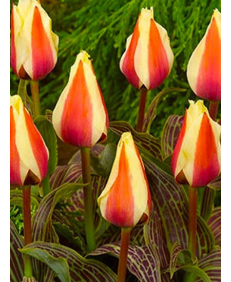 Тюльпан гибрид грейга "Донна Белла" (Donna Bella) 3шт в упаковке (размер 12\+) Тюльпан гибрид грейга "Донна Белла" (Donna Bella) 3шт в упаковке (размер 12\+)