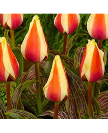 Тюльпан гибрид грейга "Донна Белла" (Donna Bella) 3шт в упаковке (размер 12\+) Тюльпан гибрид грейга "Донна Белла" (Donna Bella) 3шт в упаковке (размер 12\+)