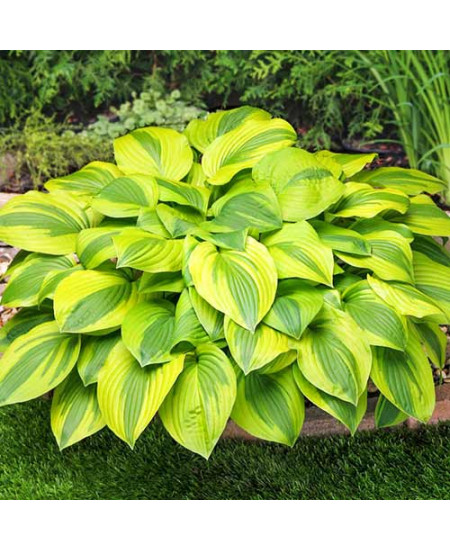 Хоста Мун Сплит Хоста Мун Сплит