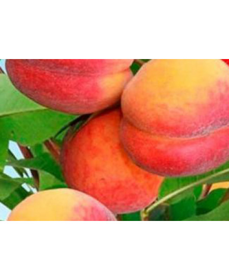 Персик Советский Персик Советский