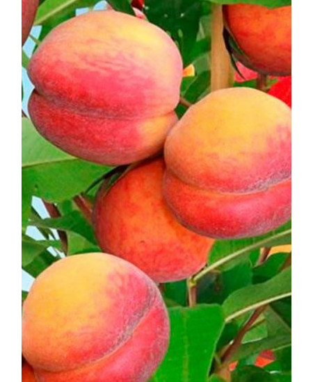 Персик Советский Персик Советский