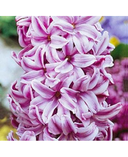 Гиацинт "Anna Liza" 3шт в упаковке Гиацинт "Anna Liza" 3шт в упаковке