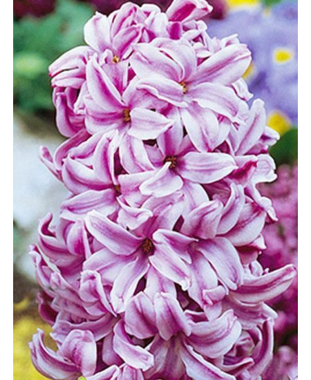 Гиацинт "Anna Liza" 3шт в упаковке Гиацинт "Anna Liza" 3шт в упаковке