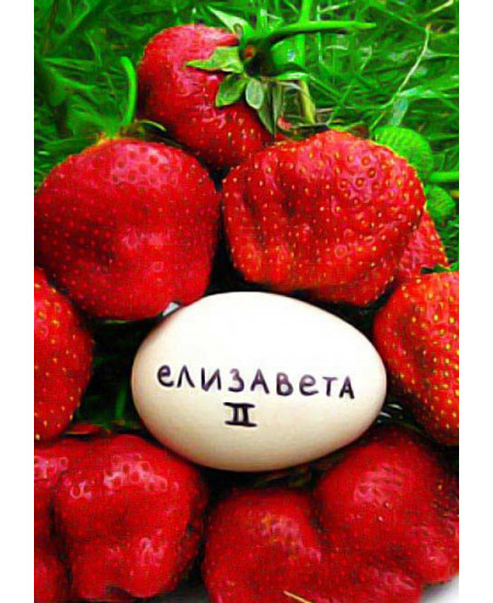 Клубника Королева Елизавета 2 Клубника Королева Елизавета 2