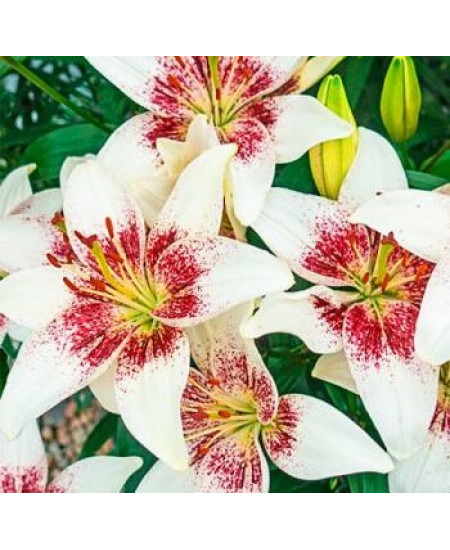 Лилия азиатская "Трайбл Кисс" (Tribal Kiss) 3шт в упаковке (размер 14/16) Лилия азиатская "Трайбл Кисс" (Tribal Kiss) 3шт в упаковке (размер 14/16)