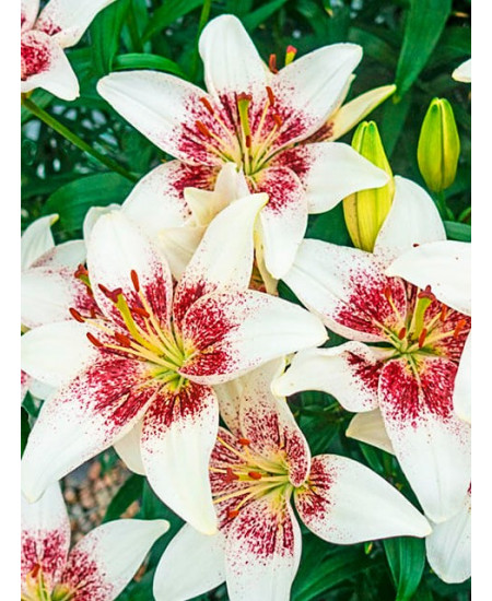 Лилия азиатская "Трайбл Кисс" (Tribal Kiss) 3шт в упаковке (размер 14/16) Лилия азиатская "Трайбл Кисс" (Tribal Kiss) 3шт в упаковке (размер 14/16)