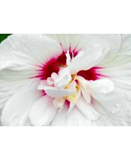 Гибискус сирийский Чайна Шифон Гибискус сирийский Чайна Шифон