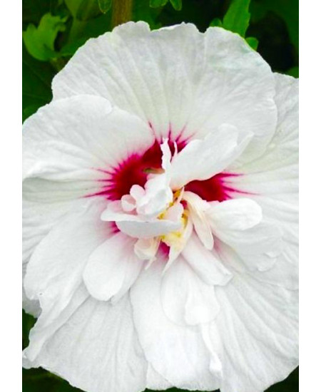 Гибискус сирийский Чайна Шифон Гибискус сирийский Чайна Шифон