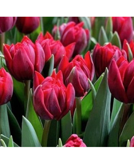 Тюльпан махровый ранний "Ред Принцесс" (Red Princess) 3шт в упаковке (размер 12\+) Тюльпан махровый ранний "Ред Принцесс" (Red Princess) 3шт в упаковке (размер 12\+)