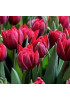 Тюльпан махровый ранний "Ред Принцесс" (Red Princess) 3шт в упаковке (размер 12\+) Тюльпан махровый ранний "Ред Принцесс" (Red Princess) 3шт в упаковке (размер 12\+)