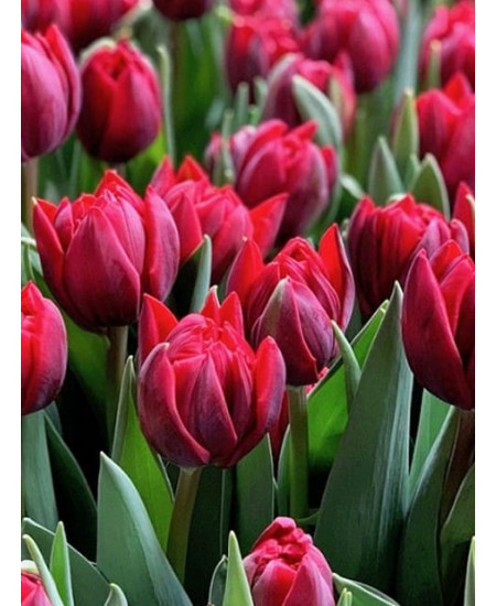 Тюльпан махровый ранний "Ред Принцесс" (Red Princess) 3шт в упаковке (размер 12\+) Тюльпан махровый ранний "Ред Принцесс" (Red Princess) 3шт в упаковке (размер 12\+)