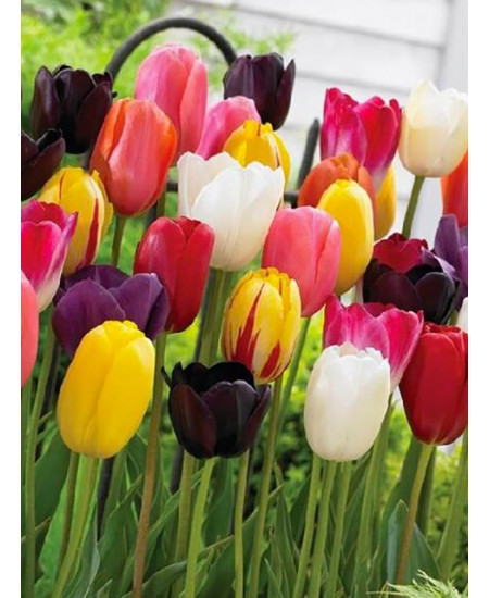 Тюльпан простой поздний "Микс" (single late mixture) 3шт в упаковке (размер 11\12) Тюльпан простой поздний "Микс" (single late mixture) 3шт в упаковке (размер 11\12)