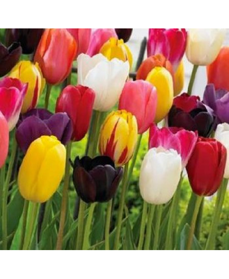 Тюльпан простой поздний "Микс" (single late mixture) 3шт в упаковке (размер 11\12) Тюльпан простой поздний "Микс" (single late mixture) 3шт в упаковке (размер 11\12)