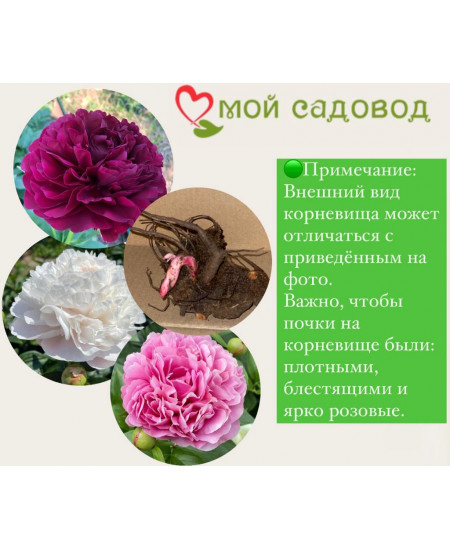 ПИОН АЛЕРТИ ПИОН АЛЕРТИ