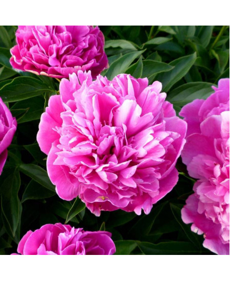 Пион травянистый Феликс Круз Пион травянистый Феликс Круз