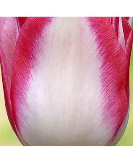 Тюльпан триумф "Амстердам" (Amsterdam) 3шт в упаковке (размер 11\12) Тюльпан триумф "Амстердам" (Amsterdam) 3шт в упаковке (размер 11\12)