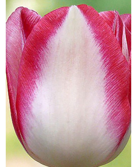 Тюльпан триумф "Амстердам" (Amsterdam) 3шт в упаковке (размер 11\12) Тюльпан триумф "Амстердам" (Amsterdam) 3шт в упаковке (размер 11\12)