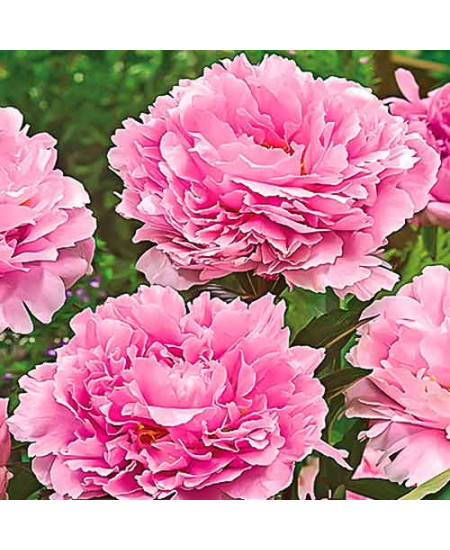 Пион Пинк Пион Пинк